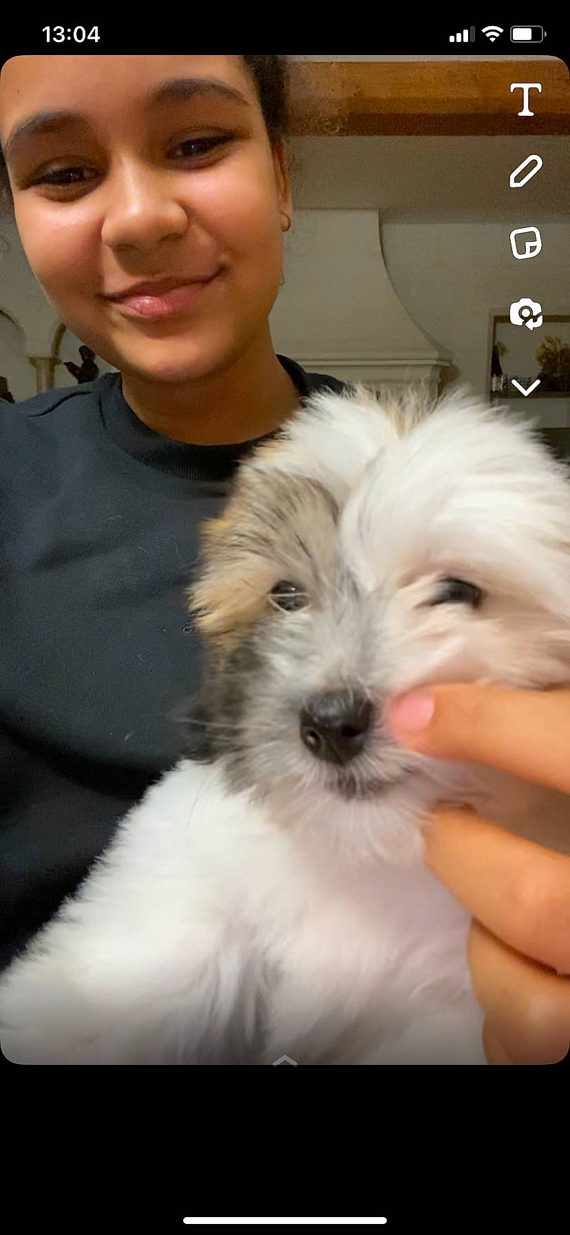 Tchoupie participe au concours pour gagner de l'argent avec cette photo : canidae, carnivore, companion_dog, dog, dog_breed, fur, happy, maltepoo, non_sporting_group, puppy, puppy_love, shih_poo, small_terrier, smile, sporting_group, terrier, toy_dog, working_animal