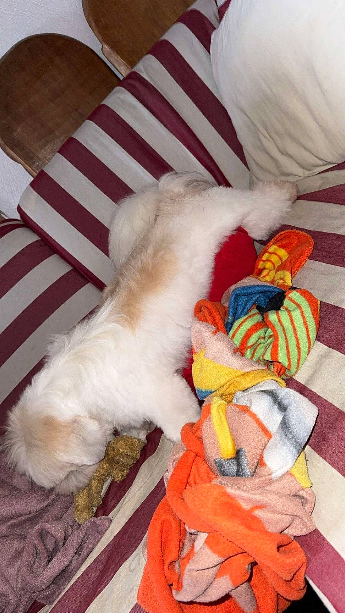 Tchoupie participe au concours pour gagner de l'argent avec cette photo : canidae, carmine, carnivore, comfort, companion_dog, couch, dog, dog_breed, dog_supply, felidae, fur, linens, nap, paw, plush, sporting_group, stuffed_toy, tail, toy, wool