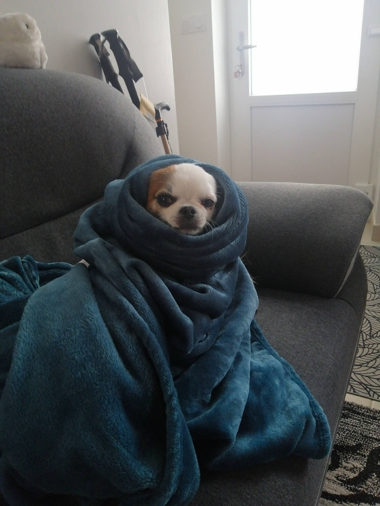 Gibbs participe au concours pour gagner de l'argent avec cette photo : blanket, chair, comfort, companion_dog, couch, felidae, flooring, fur, grey, linens, nap, personal_protective_equipment, room, scarf, sitting, toy, whiskers, winter, wood