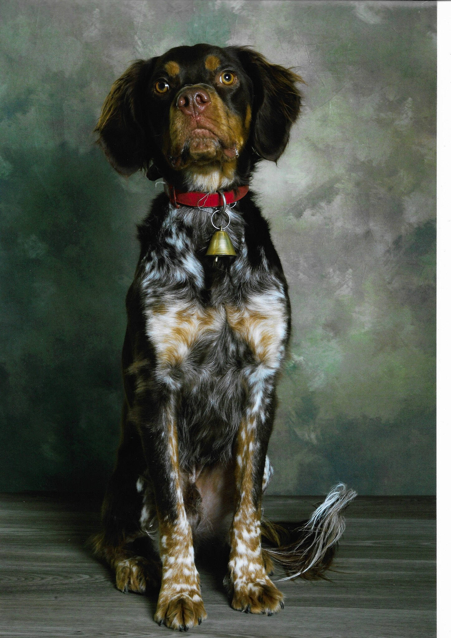 Rocco participe au concours pour gagner de l'argent avec cette photo : biting, canidae, carnivore, collar, companion_dog, dog, dog_breed, dog_collar, fur, gun_dog, hunting_dog, liver, snout, spaniel, sporting_group, tail, terrestrial_animal, water_dog, working_animal, working_dog