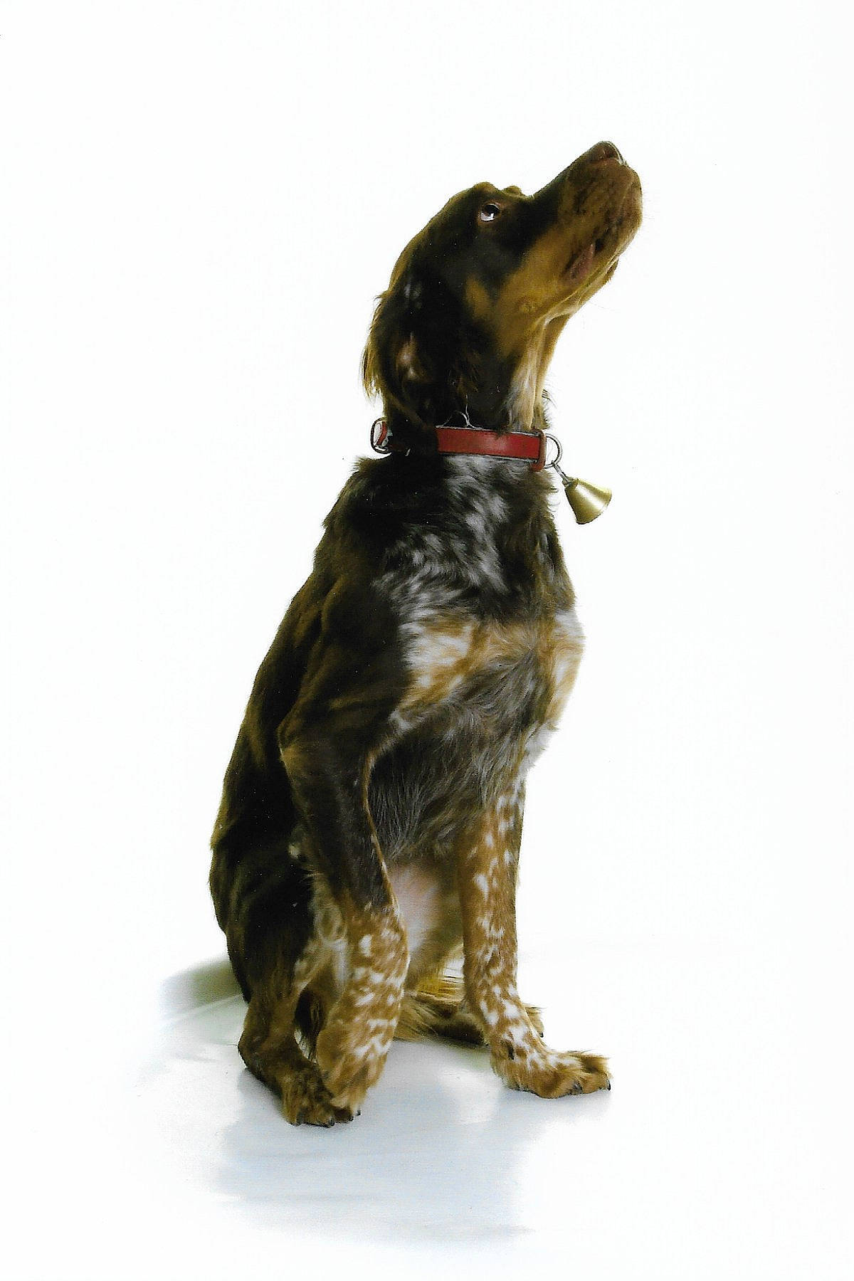 Rocco a rejoint le concours — aidez-le/la à gagner de superbes lots ! canidae, carnivore, collar, companion_dog, dog, dog_breed, dog_collar, foot, fur, gesture, liver, paw, sleeve, snout, sporting_group, tail, terrestrial_animal, toy, working_animal, working_dog