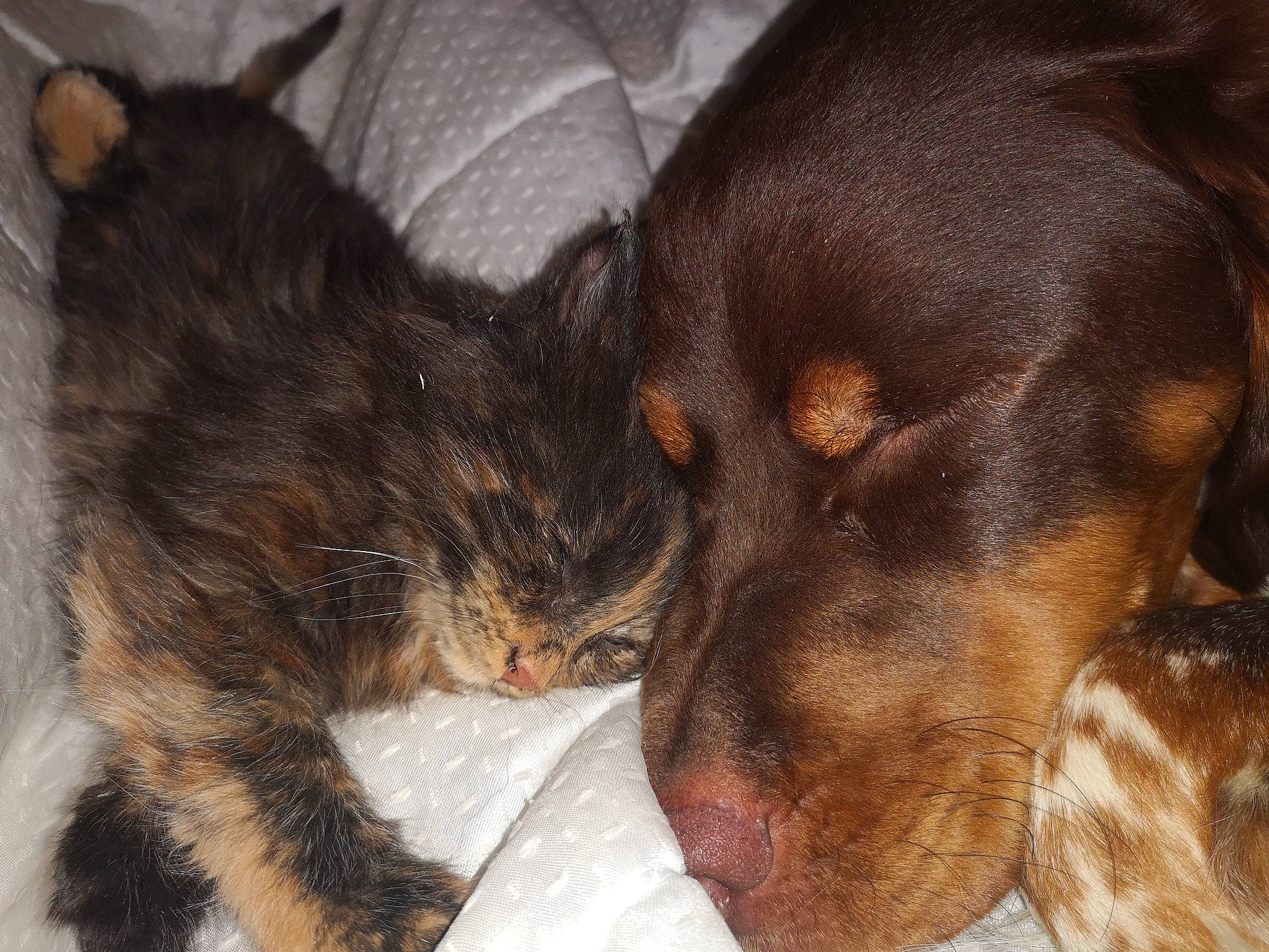 Rocco participe au concours pour gagner de l'argent avec cette photo : canidae, carnivore, comfort, companion_dog, dog, dog_breed, ear, fawn, fur, guard_dog, liver, nap, paw, sleep, snout, sporting_group, terrestrial_animal, whiskers, working_animal, working_dog