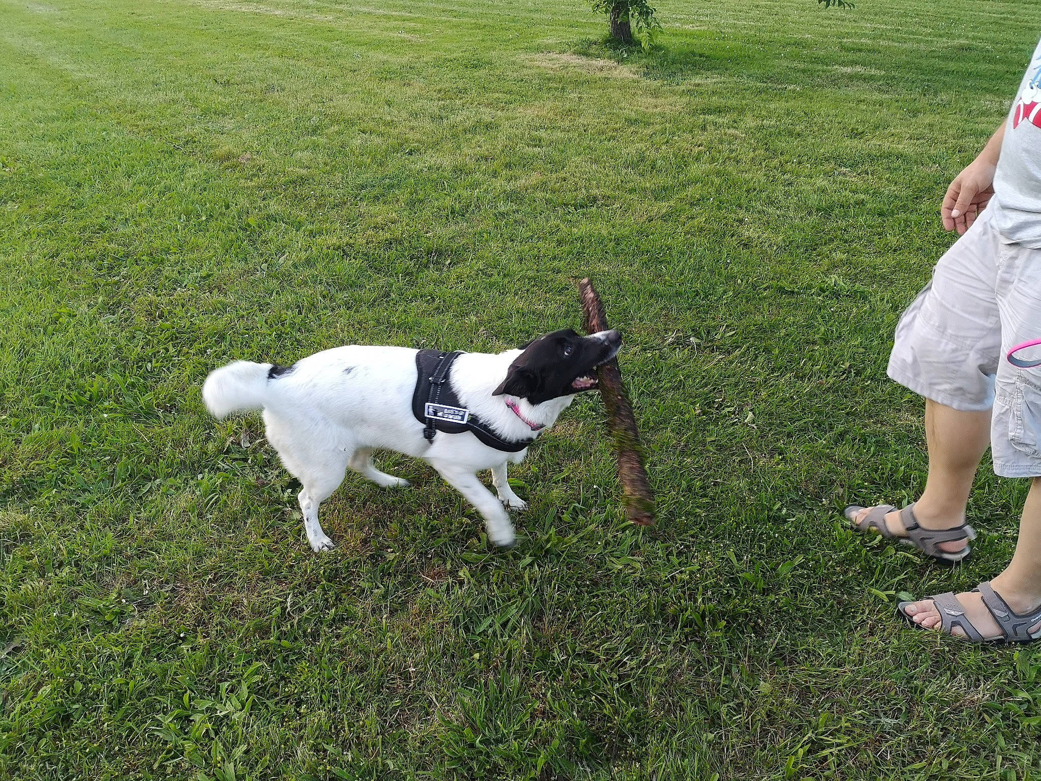 Gaïa a rejoint le concours — aidez-le/la à gagner de superbes lots ! canidae, carnivore, companion_dog, dog, dog_breed, grass, lawn, mammal, non_sporting_group, obedience_training, pointer, sporting_group, tail