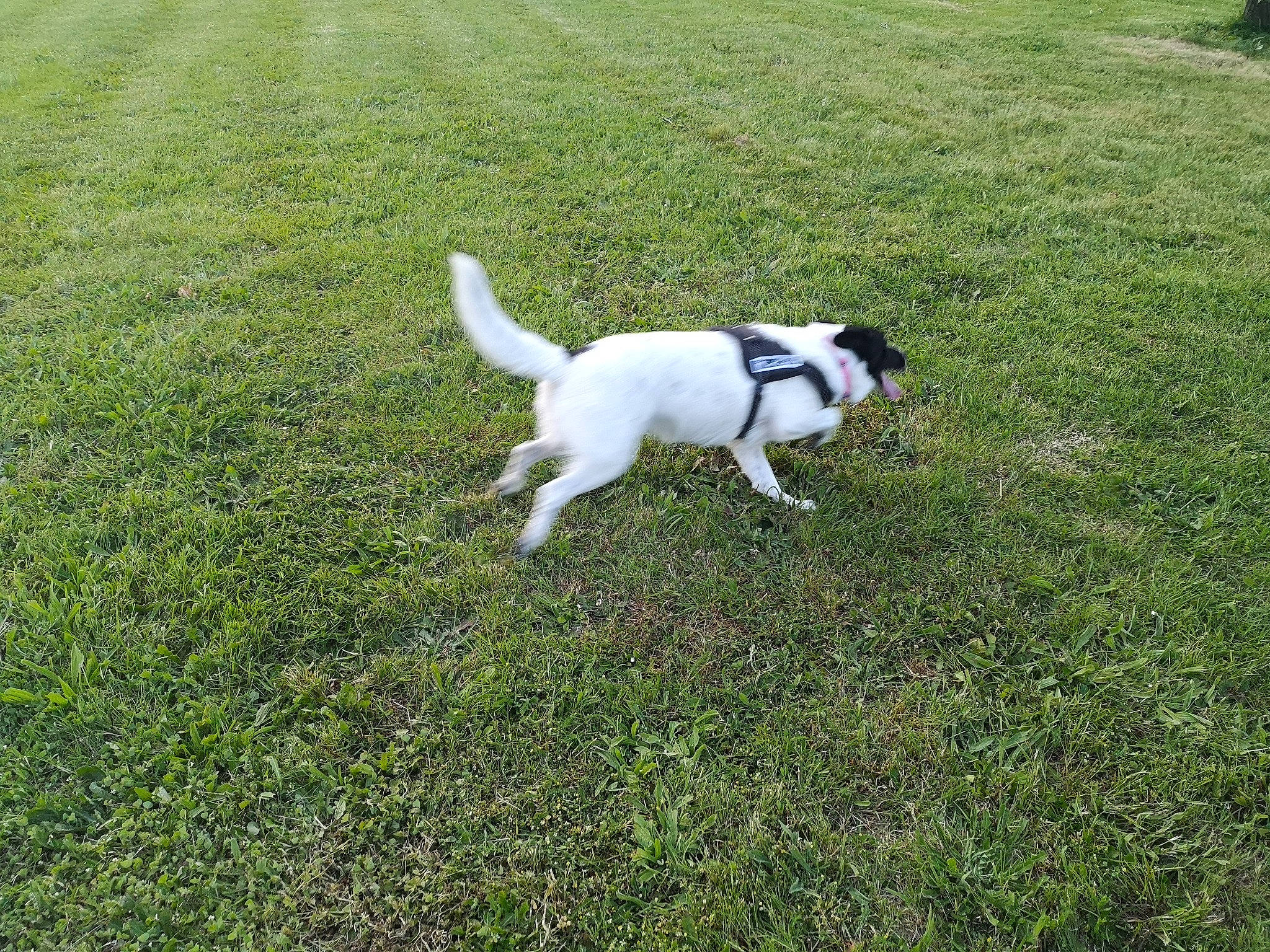 Gaïa a rejoint le concours — aidez-le/la à gagner de superbes lots ! canidae, carnivore, companion_dog, danish_swedish_farmdog, dog, dog_breed, grass, jack_russell_terrier, lawn, mammal, parson_russell_terrier, plant, ratonero_bodeguero_andaluz, smooth_fox_terrier, sporting_group, tail, terrier, vertebrate