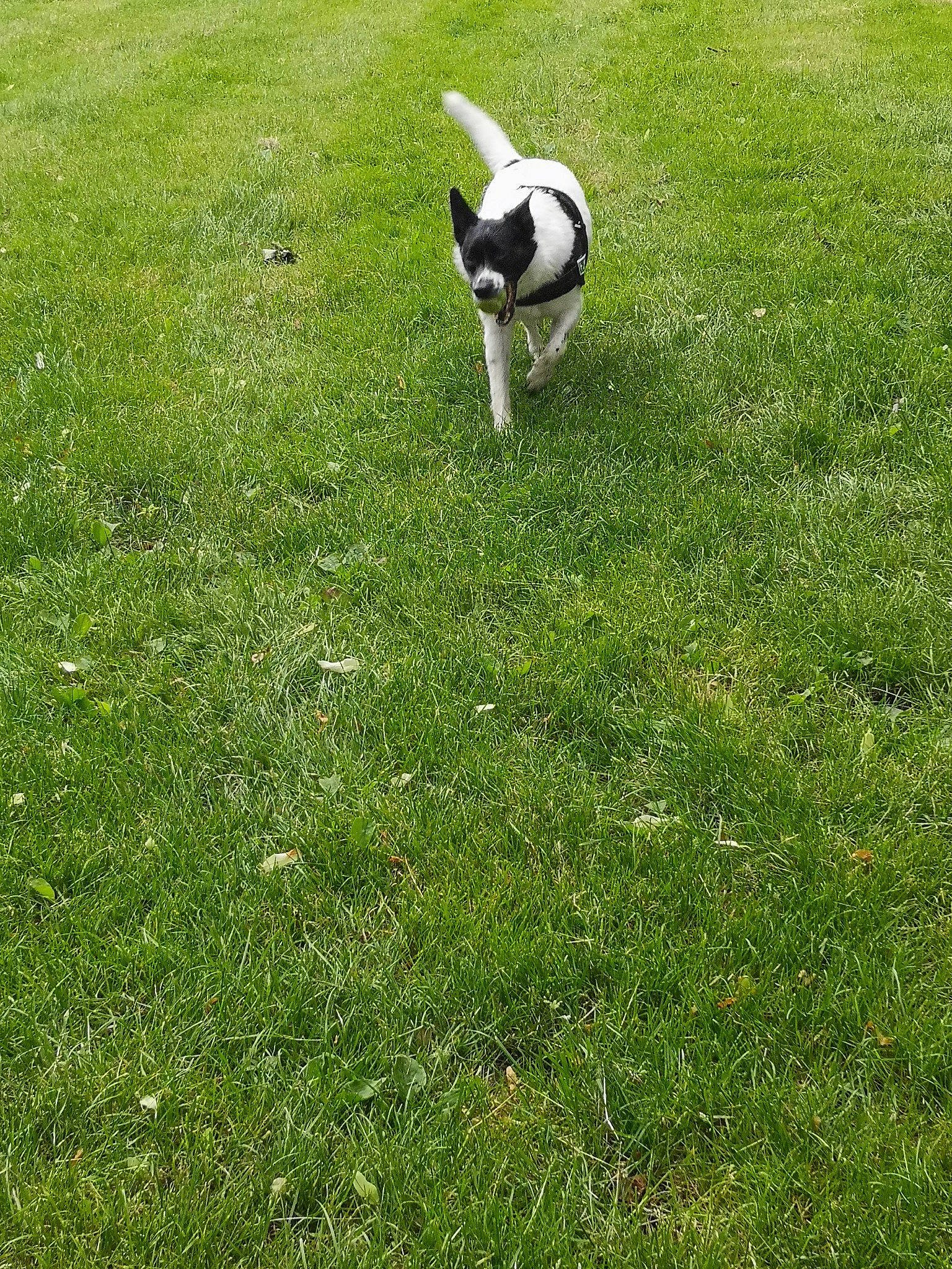 Gaïa a rejoint le concours — aidez-le/la à gagner de superbes lots ! boston_terrier, canidae, carnivore, companion_dog, danish_swedish_farmdog, dog, dog_breed, grass, grass_family, lawn, meadow, non_sporting_group, pasture, plant, pointer, puppy, smooth_fox_terrier, sporting_group, tail, toy_fox_terrier