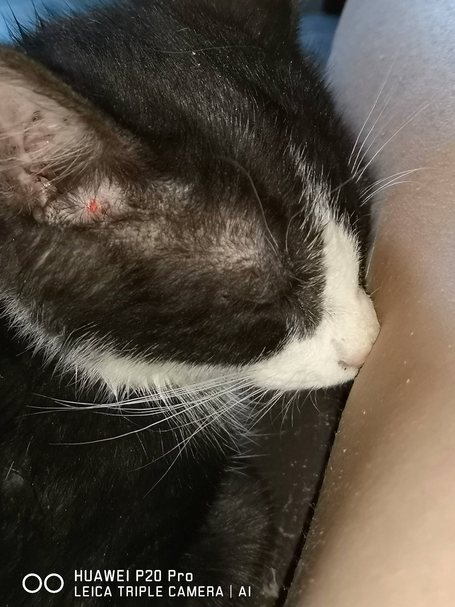 Ulysse a rejoint le concours — aidez-le/la à gagner de superbes lots ! carnivore, cat, cloud, domestic_short_haired_cat, felidae, fur, human_leg, monochrome_photography, nap, paw, sky, small_to_medium_sized_cats, snout, tail, terrestrial_animal, whiskers