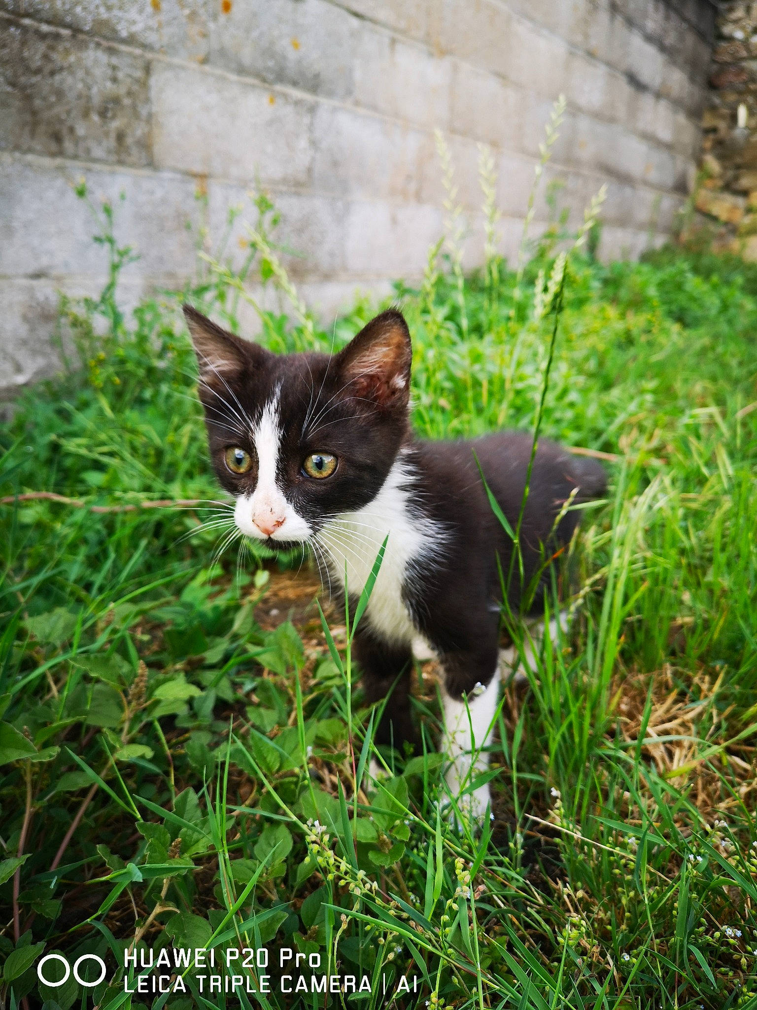 Ulysse a rejoint le concours — aidez-le/la à gagner de superbes lots ! art, carnivore, cat, domestic_short_haired_cat, felidae, fur, grass, grassland, groundcover, herb, herbaceous_plant, plant, shrub, small_to_medium_sized_cats, snout, tail, terrestrial_animal, whiskers, wildlife