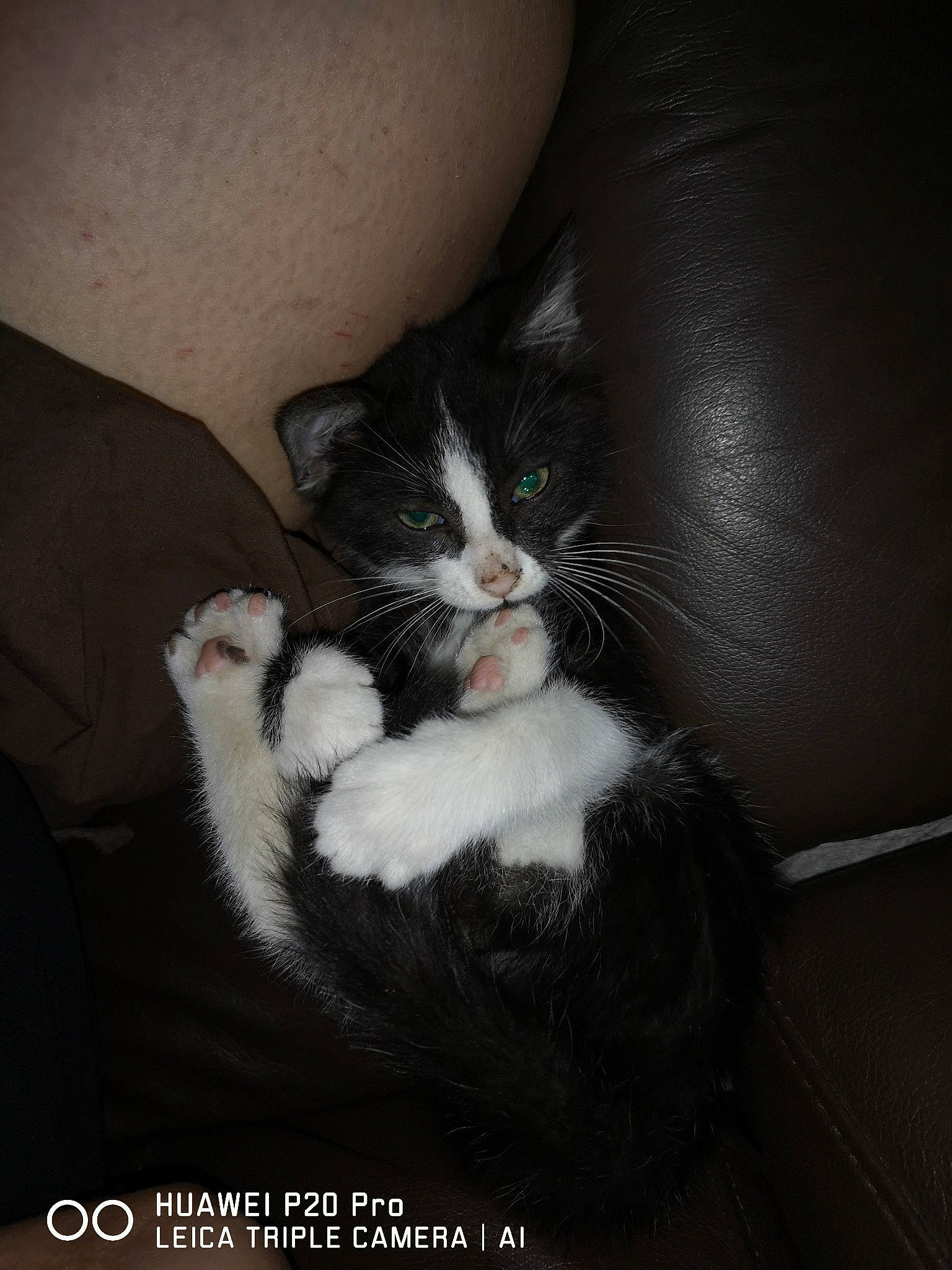 Ulysse participe au concours pour gagner de l'argent avec cette photo : carnivore, cat, claw, comfort, darkness, domestic_short_haired_cat, ear, felidae, fur, monochrome_photography, paw, sitting, small_to_medium_sized_cats, snout, tail, whiskers