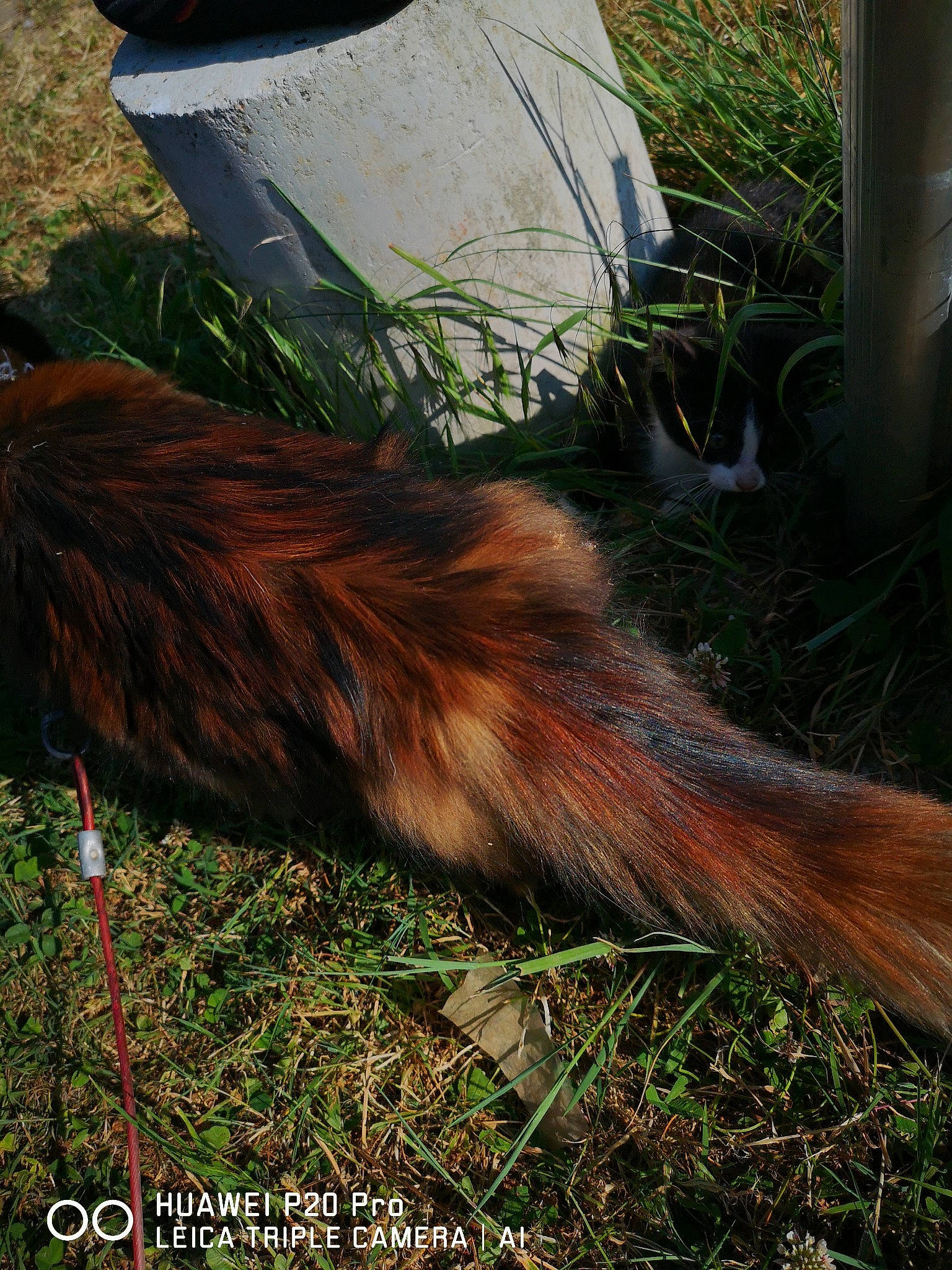 Ulysse a rejoint le concours — aidez-le/la à gagner de superbes lots ! canidae, companion_dog, dog_breed, fawn, fur, grass, human_leg, liver, livestock, pasture, plant, sporting_group, tail, terrestrial_animal, whiskers, wildlife