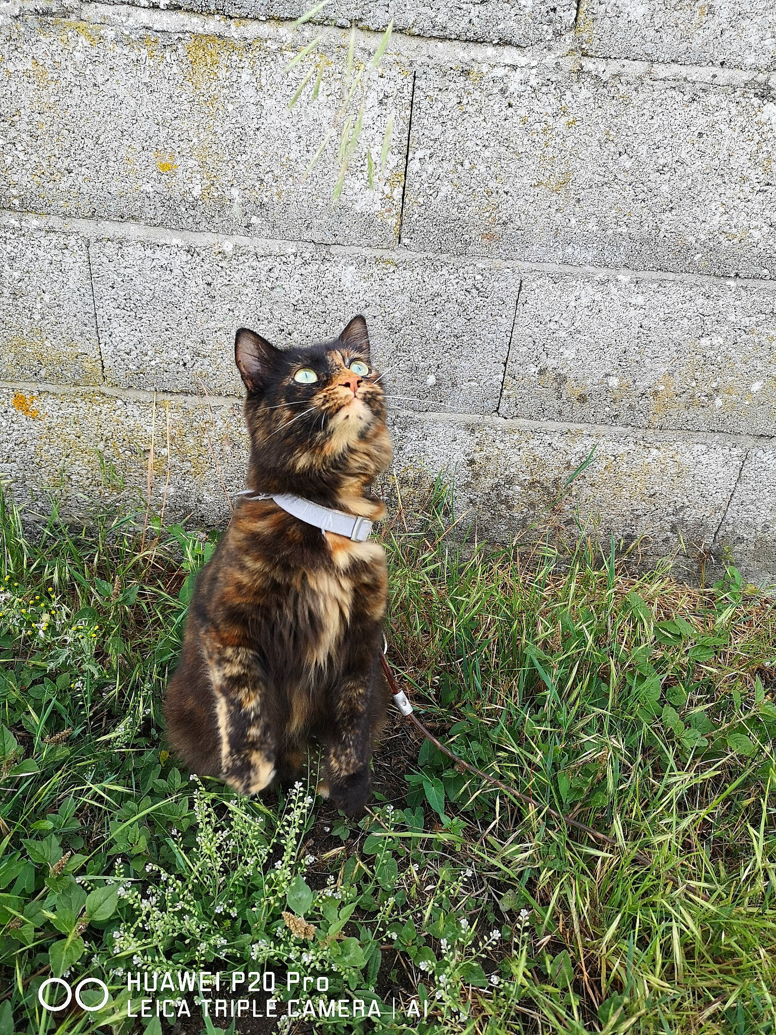 Chance participe au concours pour gagner de l'argent avec cette photo : art, canidae, carnivore, cat, domestic_short_haired_cat, fawn, felidae, fur, grass, groundcover, plant, road_surface, small_to_medium_sized_cats, snout, soil, sporting_group, tail, terrestrial_animal, tree, whiskers