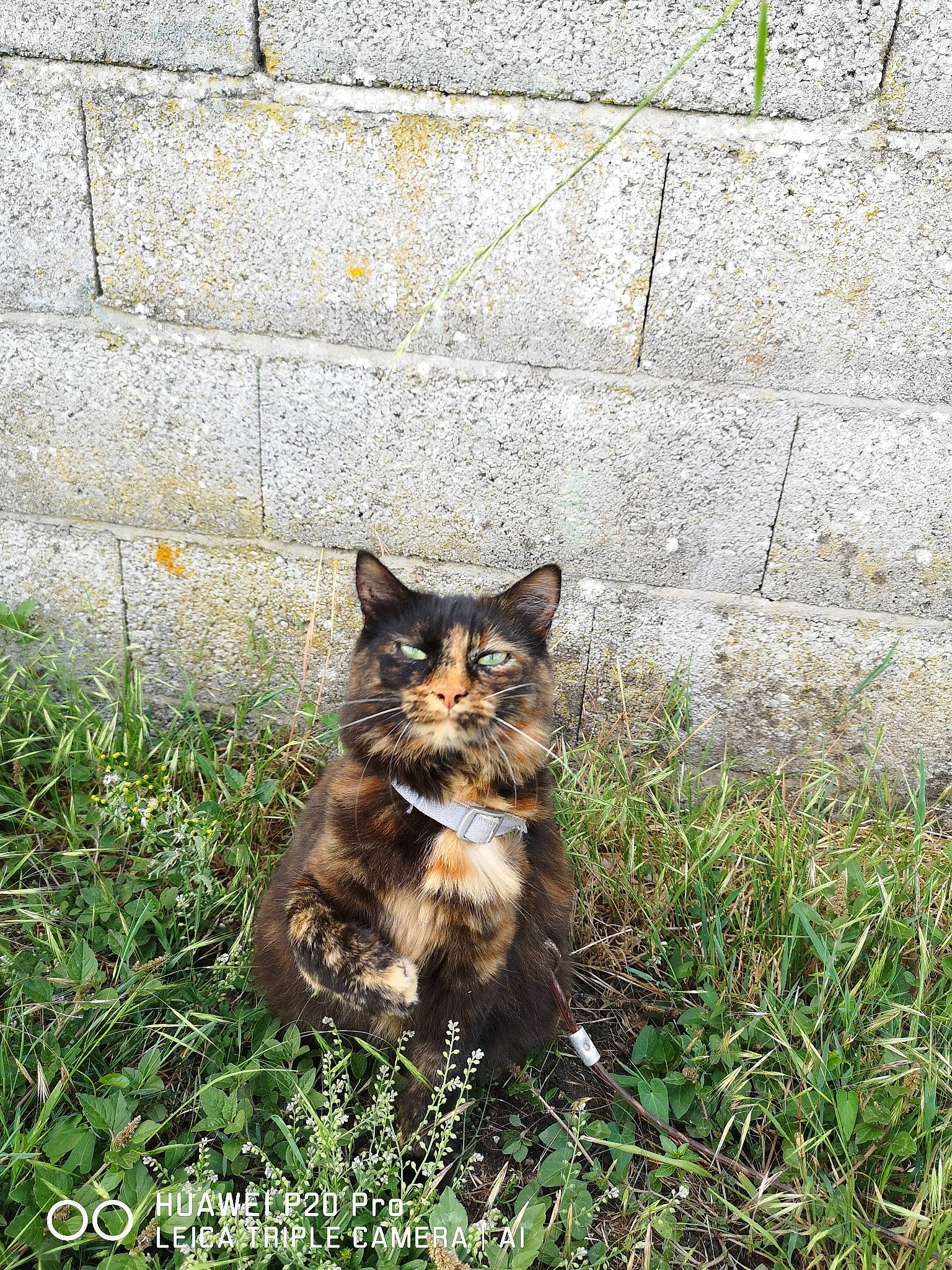 Chance a rejoint le concours — aidez-le/la à gagner de superbes lots ! brick, brickwork, canidae, carnivore, cat, cobblestone, domestic_short_haired_cat, eye, felidae, fur, grass, groundcover, plant, road_surface, small_to_medium_sized_cats, soil, stone_wall, tail, terrestrial_animal, whiskers