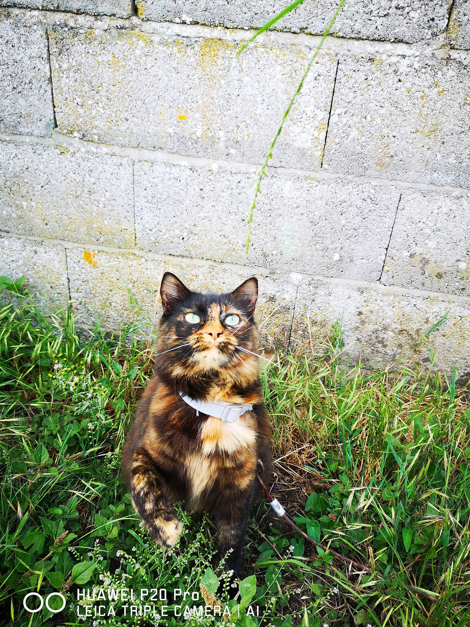 Chance a rejoint le concours — aidez-le/la à gagner de superbes lots ! carnivore, cat, dog_breed, domestic_short_haired_cat, felidae, fur, garden, grass, groundcover, herbaceous_plant, plant, road_surface, sitting, small_to_medium_sized_cats, snout, soil, tail, terrestrial_animal, whiskers, wildlife