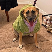 Molly joined the competition — help win amazing prizes! baseboard, canine, carpet, chair_leg, dog, fur, green_clothing, happy, hoodie, indoor, jacket, leash, pet, purple_harness, shoe_rack, shoes, sitting, tile_floor, tongue_out, wall