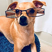 Lilly joined the competition — help win amazing prizes! animal, blue_rug, brown, closeup, cute, dog, ears, face, funny, fur, glasses, indoor, looking, nose, pet, portrait, resting, small_dog, wearing_glasses, whiskers