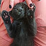 abyssinian, animal, baby, blackcat, bodypart, cat, claw, electronics, finger, hand, hardware, hook, kitten, manx, nail, person, pet, toe, wrist
