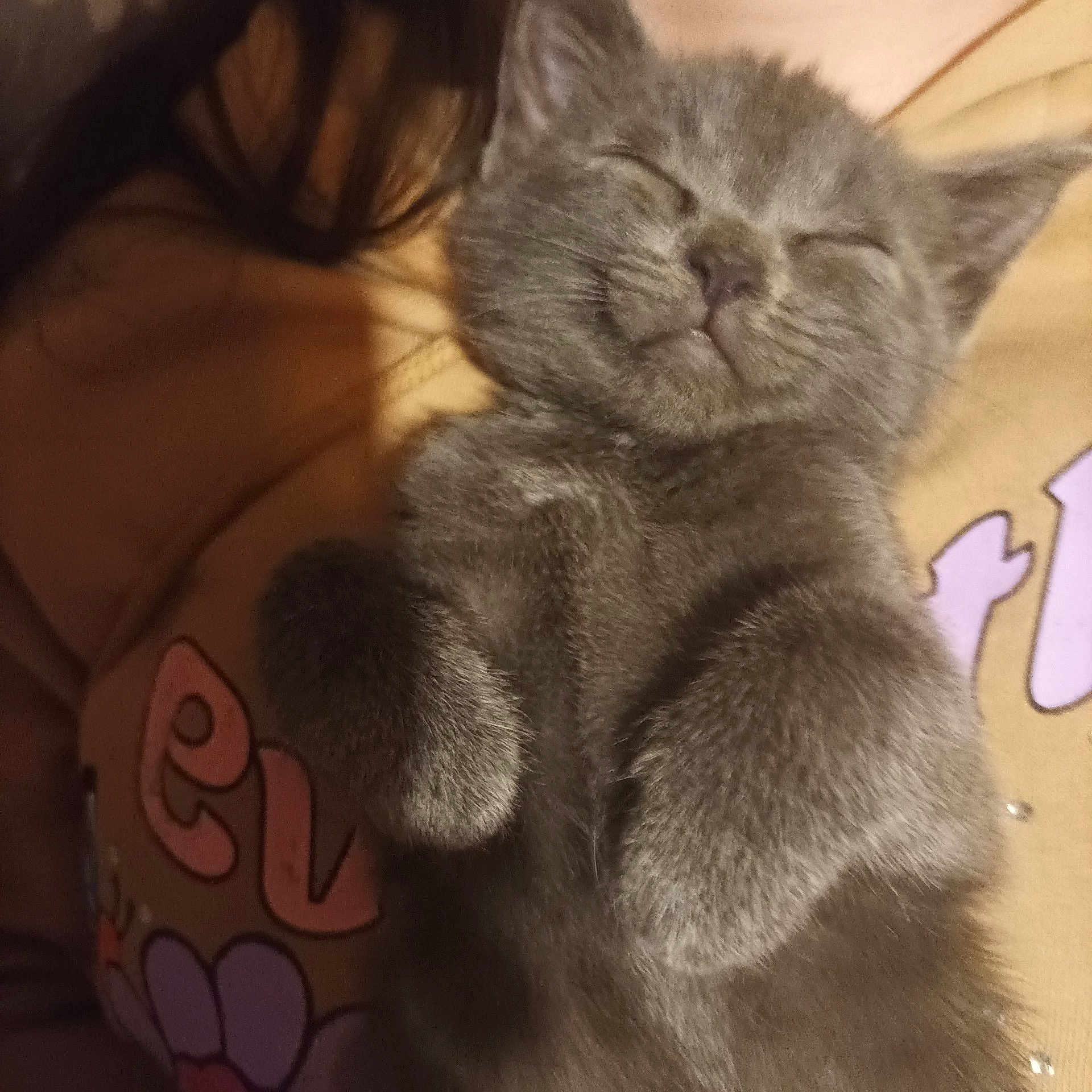 Yoshi is registered to the contest to win money with this photo: abyssinian, angora, animal, blackcat, cat, cushion, doll, face, head, homedecor, kitten, manx, person, pet, photography, portrait, sleeping, snout, teddybear, toy