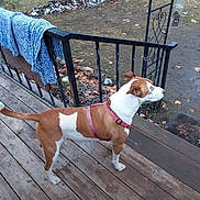Reddog joined the competition — help win amazing prizes! alert, animal, blanket, brown_and_white, canine, car, daytime, dog, fence, grass, harness, leaves, nature, outdoor, pet, railing, side_view, tree, wooden_deck, yard