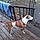 Reddog