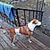 Reddog
