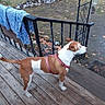 alert, animal, blanket, brown_and_white, canine, car, daytime, dog, fence, grass, harness, leaves, nature, outdoor, pet, railing, side_view, tree, wooden_deck, yard