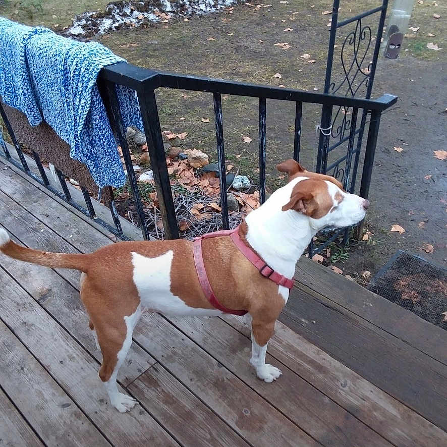 Reddog
