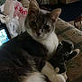 Chloe is registered to the contest to win money with this photo: cat, stuffed_toy, elephant_toy, couch, gray_cat, white_cat, indoor, pet, animal, paw, claw, fur, close_up, relaxed, home, furniture, toy, soft_toy, domestic_animal, resting