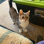 Chloe is registered to the contest to win money with this photo: carpet, cat, container, curious, domestic_animal, ears, feline, floor, gray_cat, green_storage_bin, home, household_items, indoor, interior, looking_up, pet, shoe, tail_up, whiskers, white_cat