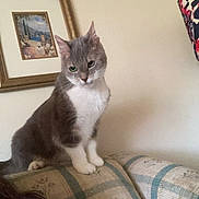 Chloe joined the competition — help win amazing prizes! cat, gray_and_white, couch, indoor, pet, animal, furniture, painting, wall, curious, patterned, home, cozy, portrait, sitting, feline, ears, whiskers, green_eyes, domestic
