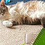 Chloe joined the competition — help win amazing prizes! animal, carpet, cat, closeup, cozy, curious, cute, domestic, feline, fur, green, home, indoor, laying, notebook, paw, pet, relaxing, spiral, whiskers