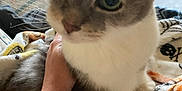 Chloe is registered to the contest to win money with this photo: animal, blanket, cat, closeup, comfort, couch, cozy, cute, domestic, ears, feline, fur, gray_cat, hand, indoor, person, pet, resting, whiskers, white_cat
