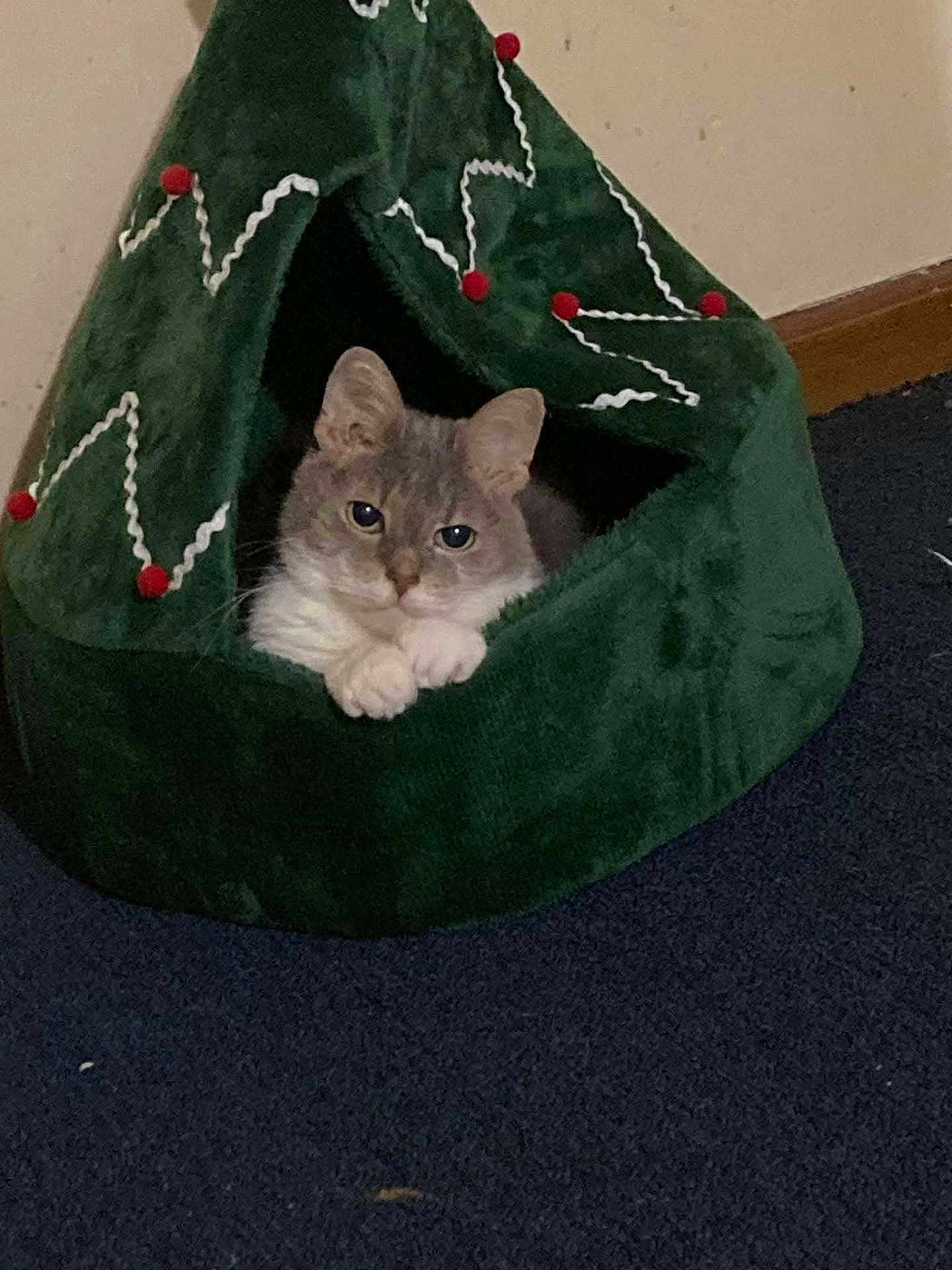 Chloe is registered to the contest to win money with this photo: cat, pet, animal, indoor, cozy, cat_bed, green, carpet, furniture, curious, resting, feline, decorative, pom_poms, zigzag_pattern, home, cute, soft, relaxed, comfort