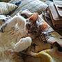 Chloe is registered to the contest to win money with this photo: cat, feline, pet, indoor, blanket, couch, pillow, fur, whiskers, ears, paws, relaxed, looking, home, cozy, brown_bag, patterned_blanket, closeup, animal, resting