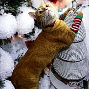 Lorenzo is registered to the contest to win money with this photo: cat, ginger_cat, holiday, christmas_tree, decorations, snow, ornaments, festive, socks, collar, indoor, playful, curious, rope, holiday_decor, christmas, pet, cute, seasonal, winter