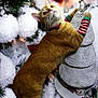 cat, ginger_cat, holiday, christmas_tree, decorations, snow, ornaments, festive, socks, collar, indoor, playful, curious, rope, holiday_decor, christmas, pet, cute, seasonal, winter