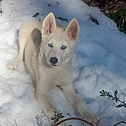 Azrak is registered to the contest to win money with this photo: puppy, dog, white_dog, snow, outdoor, blue_eyes, animal, pet, nature, grass, twigs, curious, lying_down, young_dog, winter, cold, fur, canine, cute, playful