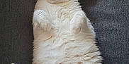 Calina participe au concours pour gagner de l'argent avec cette photo : abyssinian, angora, animal, armchair, blanket, cat, chair, couch, cushion, furniture, homedecor, indoors, kitten, manx, person, pet, siamese, sleeping, white, wood