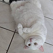 Calina a rejoint le concours — aidez-le/la à gagner de superbes lots ! cat, white_cat, black_tail, lying_down, floor, tile_floor, pet, animal, cute, fluffy, relaxed, looking_up, indoor, domestic_cat, whiskers, pink_nose, ears, paws, fur, laying