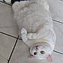 cat, white_cat, black_tail, lying_down, floor, tile_floor, pet, animal, cute, fluffy, relaxed, looking_up, indoor, domestic_cat, whiskers, pink_nose, ears, paws, fur, laying