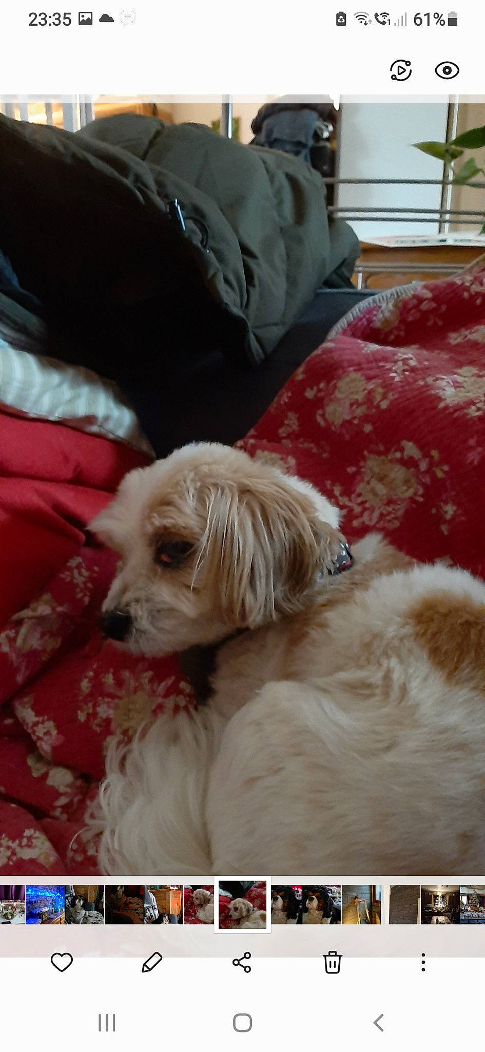 Fripouille a rejoint le concours — aidez-le/la à gagner de superbes lots ! carnivore, comfort, companion_dog, couch, dog, dog_breed, dog_supply, fawn, fur, linens, liver, living_room, pillow, puppy_love, snout, sporting_group, terrier, toy_dog, working_animal