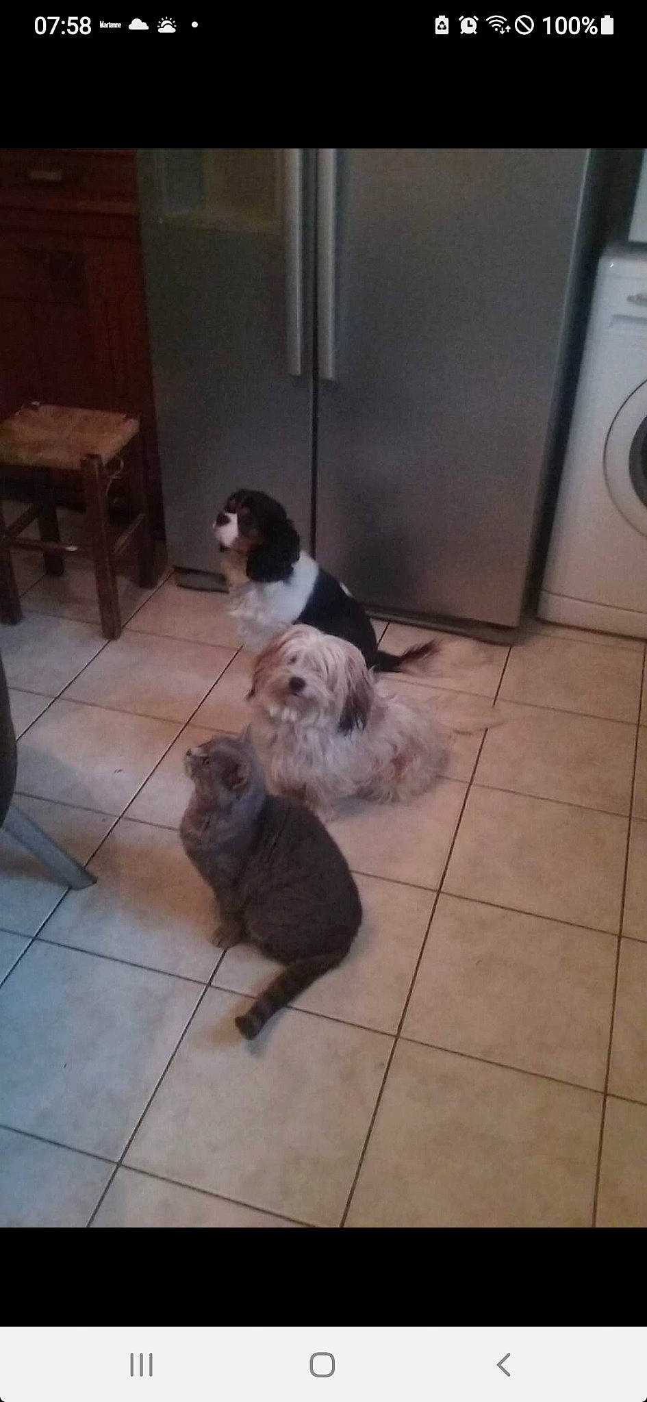 Fripouille participe au concours pour gagner de l'argent avec cette photo : canidae, carnivore, clothes_dryer, companion_dog, dog, dog_breed, floor, flooring, fur, gas, hardwood, laundry_room, snout, tail, tile, tile_flooring, toy_dog, washing_machine, wood, working_animal