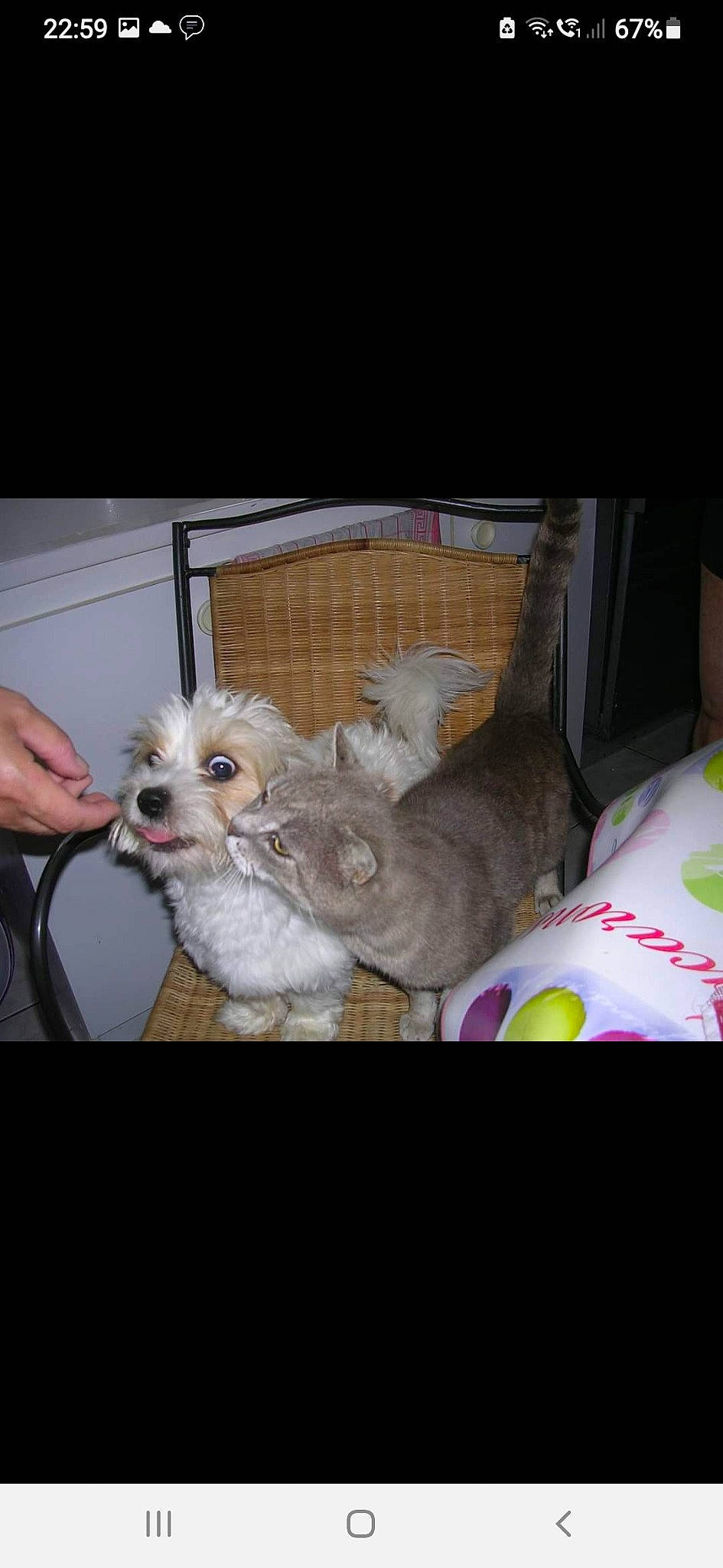 Fripouille a rejoint le concours — aidez-le/la à gagner de superbes lots ! canidae, car_seat, carnivore, chair, companion_dog, dog, dog_breed, dog_supply, fawn, felidae, fur, small_terrier, sporting_group, stuffed_toy, toy, toy_dog, vehicle_door, whiskers, window, working_animal