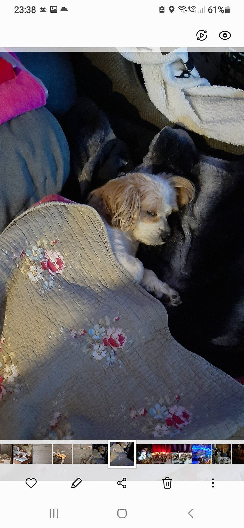 Fripouille a rejoint le concours — aidez-le/la à gagner de superbes lots ! art, auto_part, car_seat, carnivore, companion_dog, dog_breed, fur, glass, linens, painting, pattern, petal, sitting, toy_dog, vintage_clothing, visual_arts