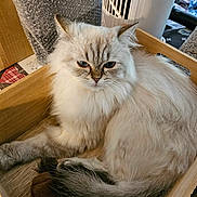 Luna participe au concours pour gagner de l'argent avec cette photo : animal, bubble_wrap, cat, closeup, cozy, curious, ears, fan, feline, fluffy, home, indoor, light_fur, pet, relaxed, resting, tail, toy, whiskers, wooden_box