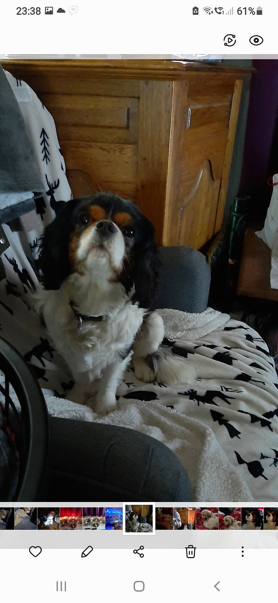 Izou a rejoint le concours — aidez-le/la à gagner de superbes lots ! auto_part, automotive_design, automotive_tire, cabinetry, carnivore, comfort, companion_dog, dog, dog_breed, door, fender, king_charles_spaniel, liver, motor_vehicle, rim, sporting_group, tire, vehicle_door, wheel, wood