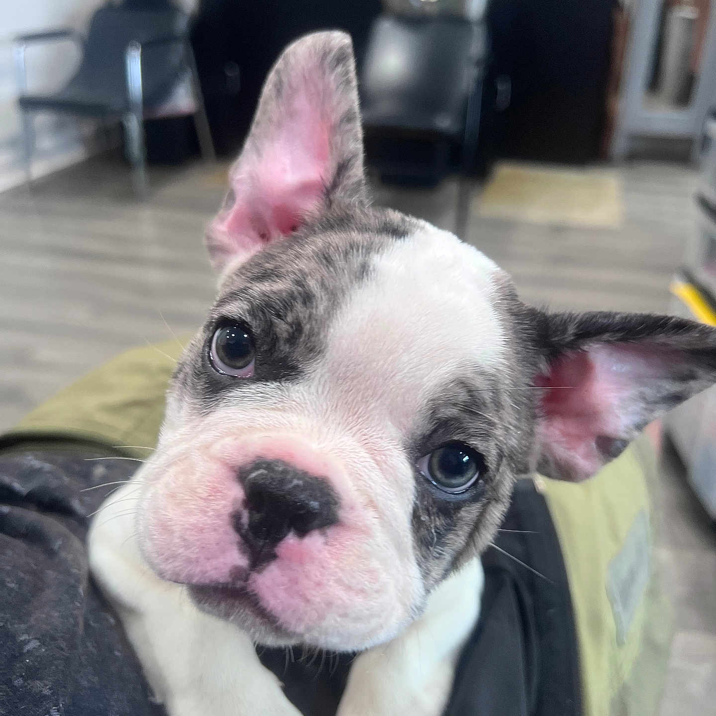 Ghost joined the competition — help win amazing prizes! animal, bostonbull, boxer, bulldog, canine, dog, frenchbulldog, indoors, interiordesign, pet, pitbull, puppy, whitedog