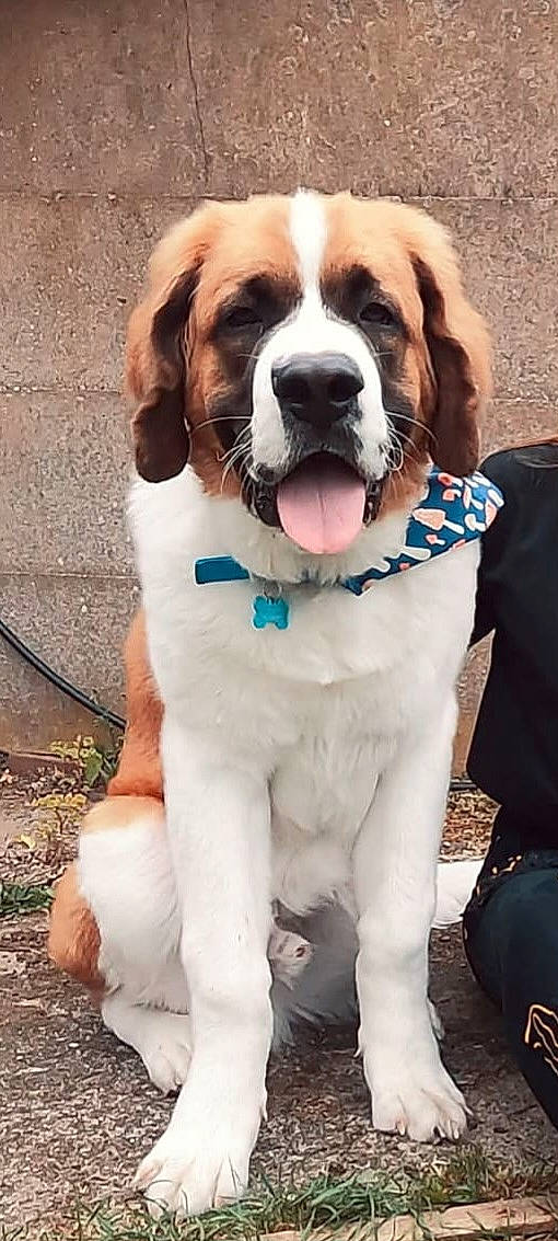 Brock is registered to the contest to win money with this photo: canidae, carnivore, collar, companion_dog, dog, dog_breed, dog_collar, dog_supply, fashion_accessory, fawn, fur, giant_dog_breed, leash, liver, paw, pet_supply, snout, sporting_group, working_animal, working_dog