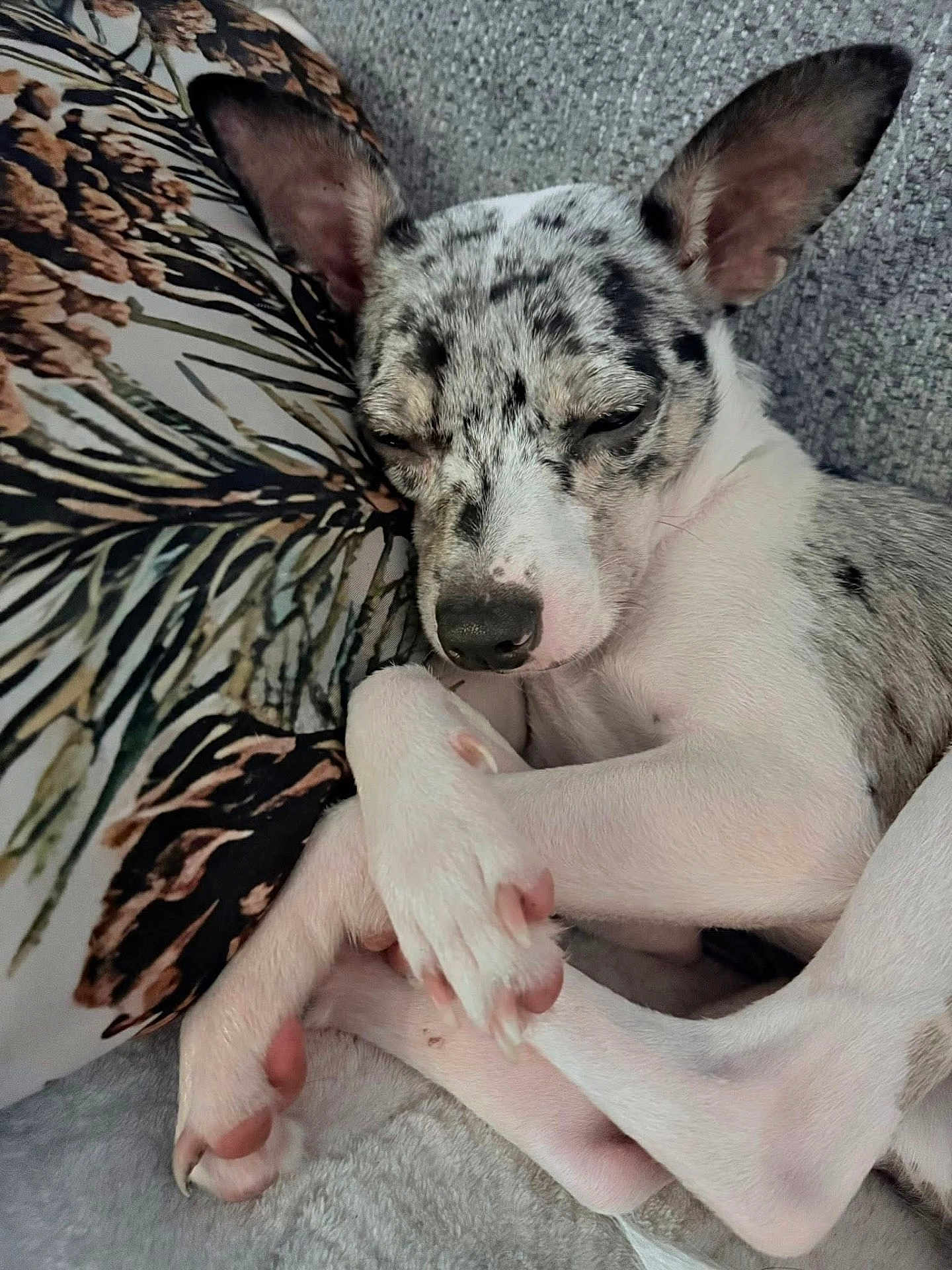 Toe Beans joined the competition — help win amazing prizes! blanket, canine, close_up, cozy, curled_up, dog, ears, fur, indoor, napping, patterned_pillow, pet, pillow, pink_paw_pads, relaxed, resting, sleeping, snout, spotted_fur, white_fur