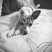 Toe Beans joined the competition — help win amazing prizes! animal, black_and_white, blanket, canine, close_up, companion, cozy, cute, dog, ear_up, focused_eyes, fur, indoor, laying_down, pattern, pet, portrait, relaxed, resting, speckled