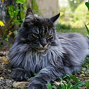 Narko participe au concours pour gagner de l'argent avec cette photo : animal, cat, close_up, ears, feline, fluffy, garden, gray_cat, greenery, ground, long_hair, lying_down, nature, outdoor, paws, pet, plants, relaxed, soft_light, whiskers