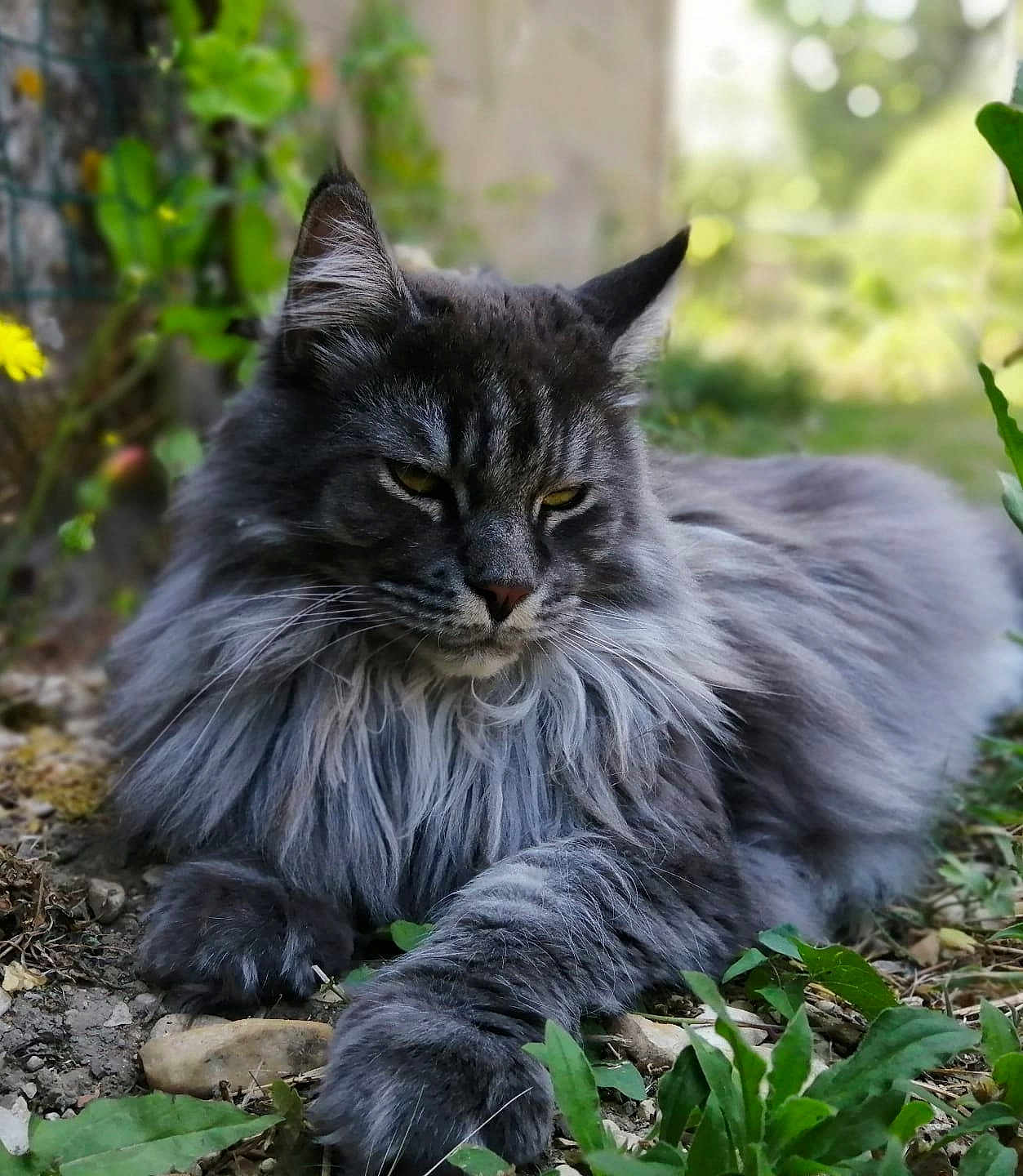 Narko
